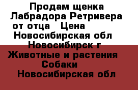 Продам щенка Лабрадора-Ретривера от отца › Цена ­ 9 000 - Новосибирская обл., Новосибирск г. Животные и растения » Собаки   . Новосибирская обл.